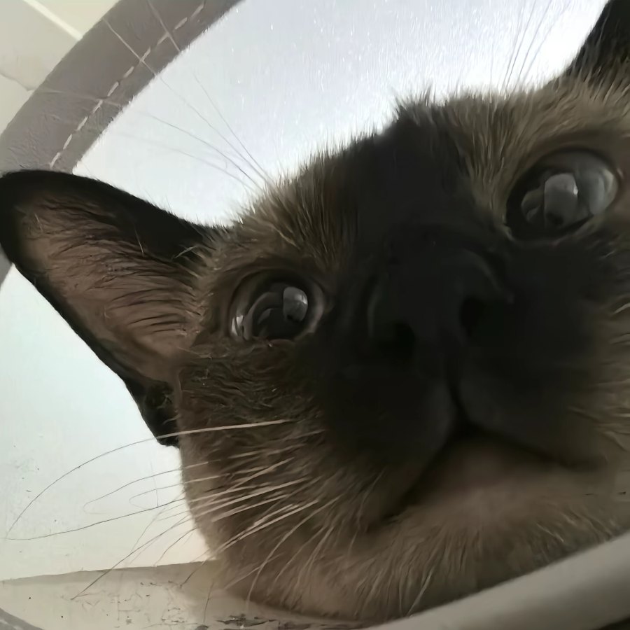 我的猫